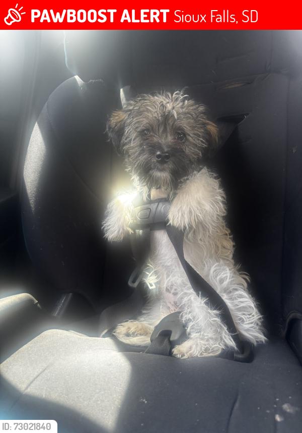 Lost Female Dog last seen Shepard and west 6th st, Sioux Falls, SD 57104