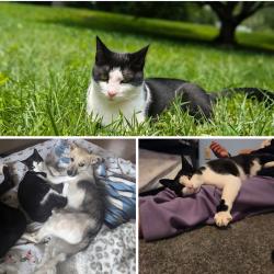Lost Female Cat last seen Highway 9, Black Mountain, NC 28711