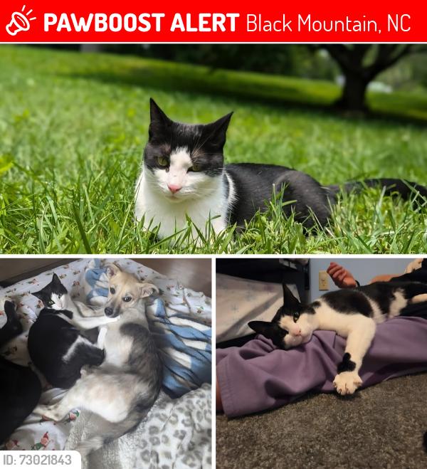 Lost Female Cat last seen Highway 9, Black Mountain, NC 28711