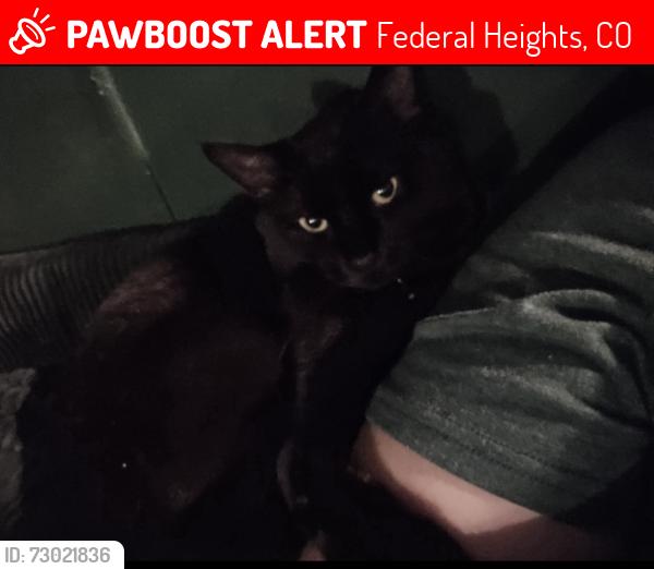 Lost Male Cat last seen Last seen on Hawk St in Denver Cascade , Federal Heights, CO 80260