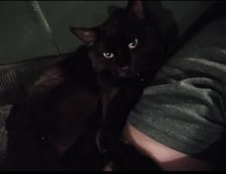 Lost Male Cat last seen Last seen on Hawk St in Denver Cascade , Federal Heights, CO 80260