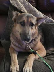 Found/Stray Male Dog last seen Lynnville Hwy, Cornersville tn, Cornersville, TN 37047