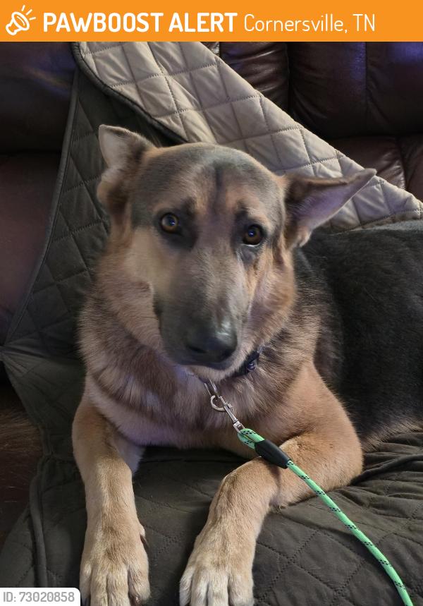 Found/Stray Male Dog last seen Lynnville Hwy, Cornersville tn, Cornersville, TN 37047