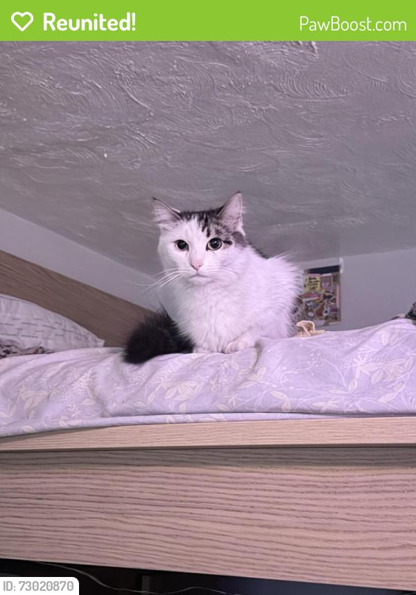 Reunited Female Cat last seen Starbucks, St. Petersburg, FL 33713