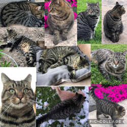 Lost Male Cat last seen Ilderton road and Richmond street , Middlesex Centre, ON N0M 2A0