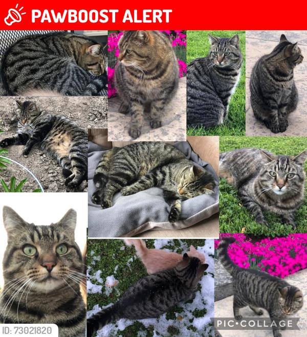 Lost Male Cat last seen Ilderton road and Richmond street , Middlesex Centre, ON N0M 2A0