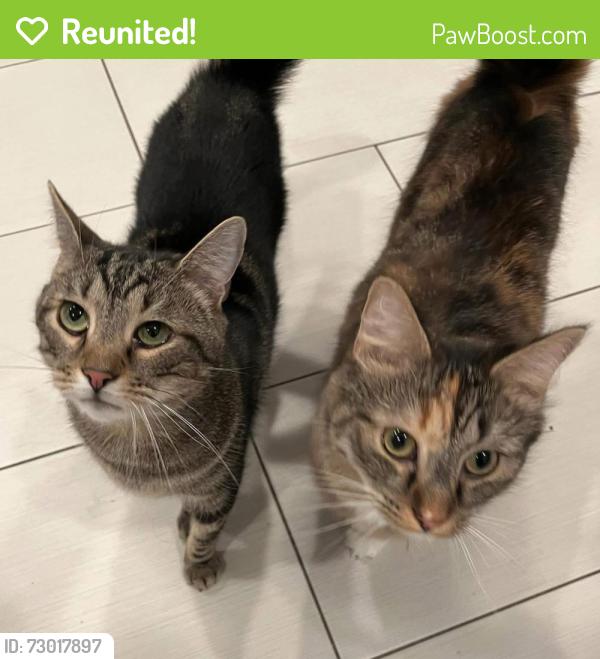 Reunited Male Cat last seen Rockhurst and DePaul, Bethesda, MD 20817