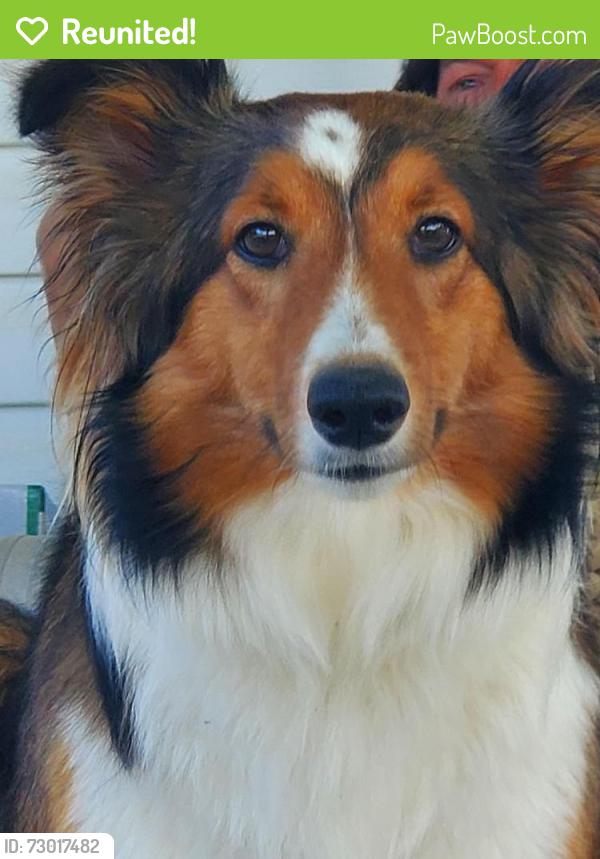Reunited Female Dog last seen Dorcus Rd, Frederick County, MD 21798