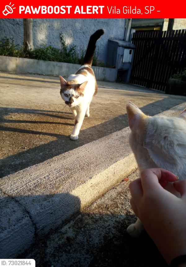 Lost Female Cat last seen Rua caminho do pilar vila gilda Santo André, Vila Gilda, SP 09190-000