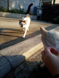 Lost Female Cat last seen Rua caminho do pilar vila gilda Santo André, Vila Gilda, SP 09190-000