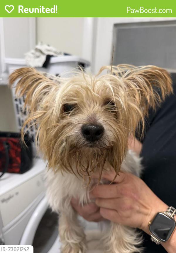 Reunited Female Dog last seen Ramblewood dr and Atlantic Blvd, Coral Springs, FL 33071