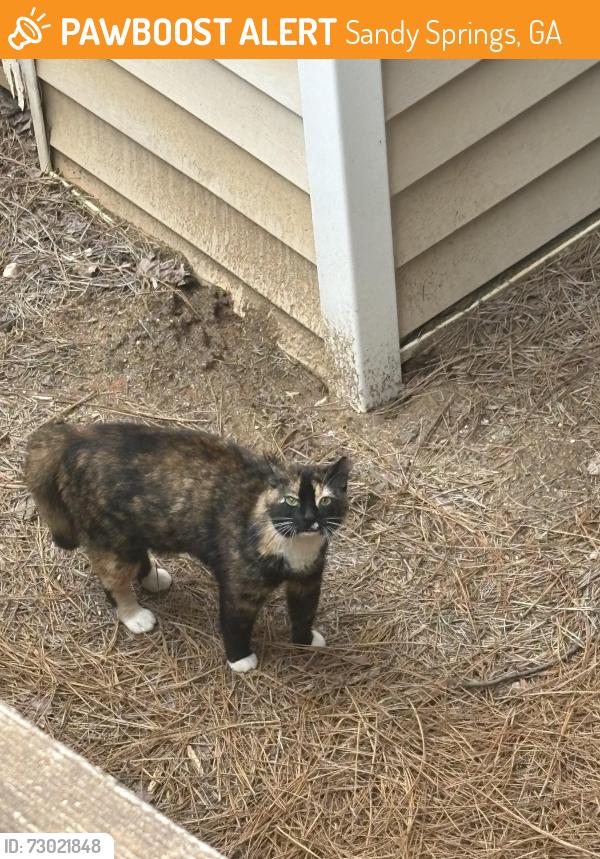 Found/Stray Unknown Cat last seen Near , Sandy Springs, GA 30350