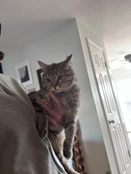 Lost Female Cat last seen Valley jr high school, West Valley City, UT 84119