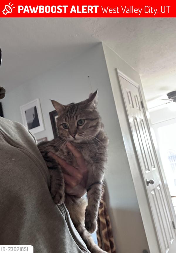 Lost Female Cat last seen Valley jr high school, West Valley City, UT 84119