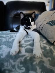 Lost Male Cat last seen Autumn, Brooklyn, OH 44144