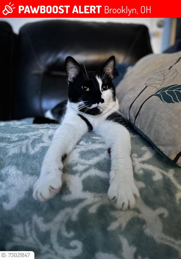 Lost Male Cat last seen Autumn, Brooklyn, OH 44144
