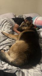 Reunited Female Dog last seen San lorenzo, San Lorenzo, CA 94580