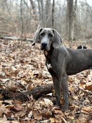 Reunited Male Dog last seen Carter mill road Marshall, va, The Plains, VA 20198