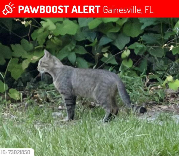 Lost Male Cat last seen sw 63rd avenue x sw 21st drive; neighborhood of horse teaching unit, Gainesville, FL 32608