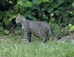 Lost Male Cat last seen sw 63rd avenue x sw 21st drive; neighborhood of horse teaching unit, Gainesville, FL 32608