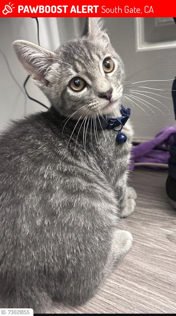 Lost Male Cat last seen Firestone and Admore and evergreen , South Gate, CA 90280