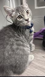 Lost Male Cat last seen Firestone and Admore and evergreen , South Gate, CA 90280