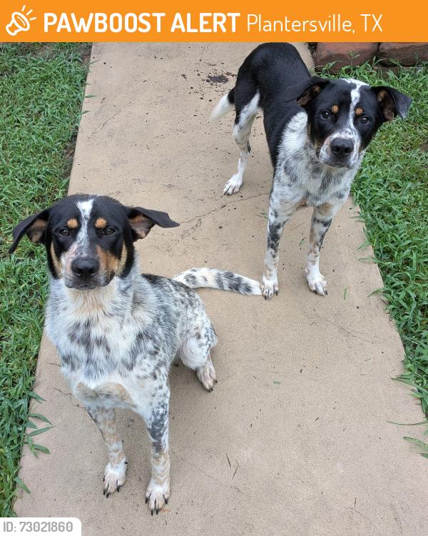 Found/Stray Male Dog last seen Riley Road at Wade Road, Plantersville, TX 77363