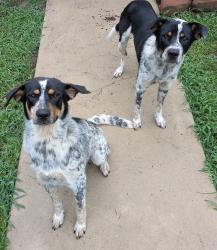 Found/Stray Male Dog last seen Riley Road at Wade Road, Plantersville, TX 77363