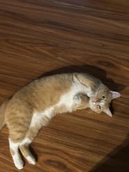 Reunited Female Cat last seen Leesville blvd, Backlick Rd, North Springfield, VA 22151
