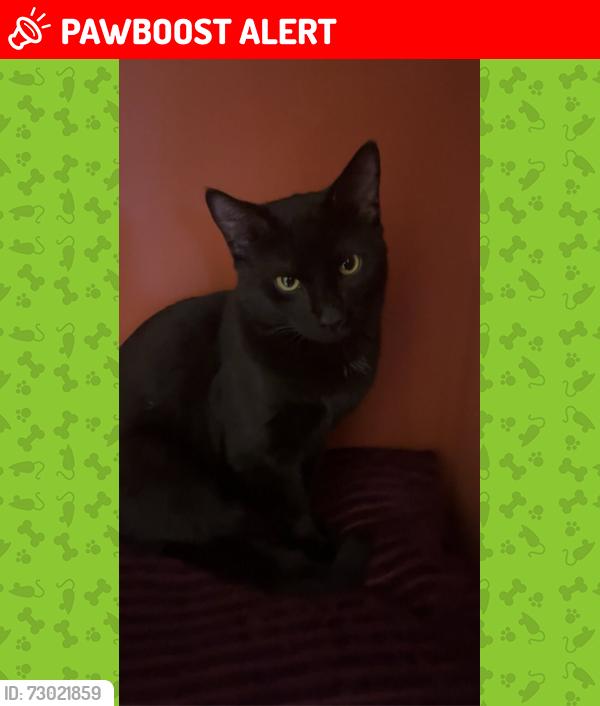 Lost Male Cat last seen Clarke's Beach, NL, Clarke's Beach, NL A0A 0A6