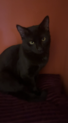Lost Male Cat last seen Clarke's Beach, NL, Clarke's Beach, NL A0A 0A6