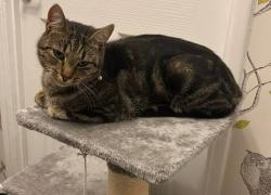 Reunited Male Cat last seen Oxford road,northumberland road, cambridge crescent, cumberland avenue, Kent, England ME15 7LX
