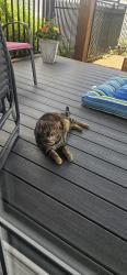 Found/Stray Female Cat last seen Sinking Spring , Sinking Spring, PA 19608
