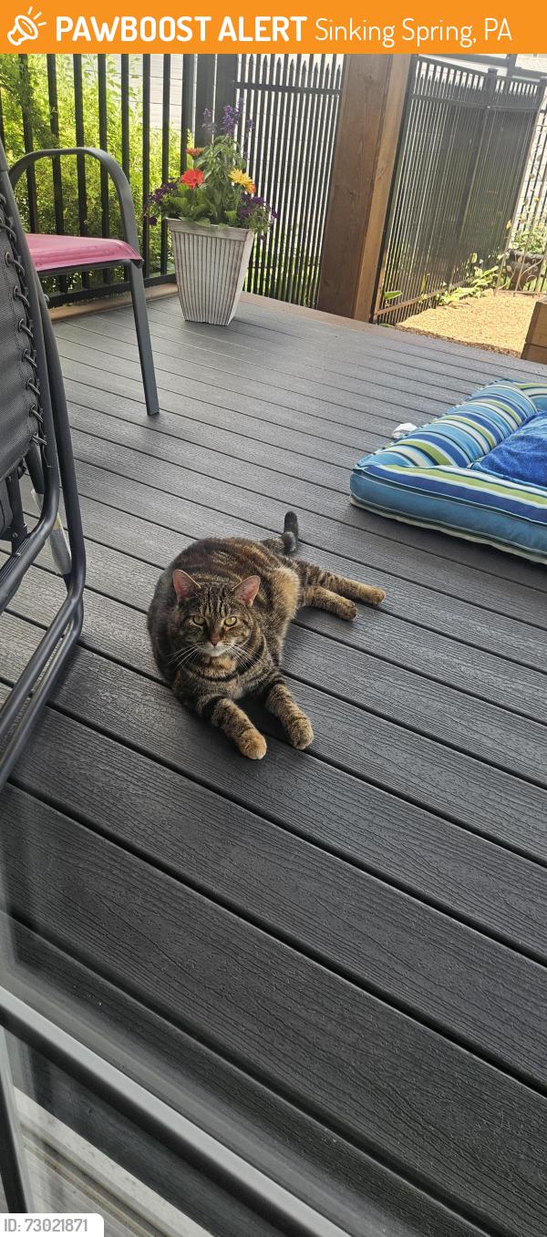 Found/Stray Female Cat last seen Sinking Spring , Sinking Spring, PA 19608