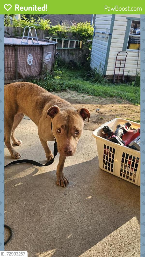 Reunited Female Dog last seen Bunker Hill and Kings Mountain Rd , Columbus, GA 31907