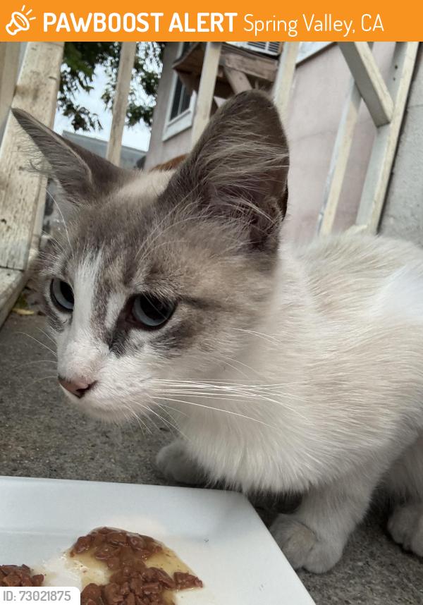 Found/Stray Female Cat last seen Lamar St and Ave de Lamar, Spring Valley, CA 91977