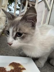 Found/Stray Female Cat last seen Lamar St and Ave de Lamar, Spring Valley, CA 91977