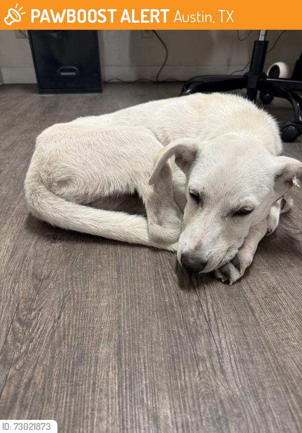 Found/Stray Female Dog last seen Burch Dr & 71, Austin, TX 78617