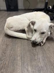 Found/Stray Female Dog last seen Burch Dr & 71, Austin, TX 78617