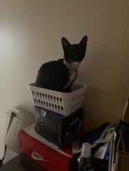Reunited Female Cat last seen Near Walnut St, Bell Gardens, CA 90201, USA, Bell Gardens, CA 90201