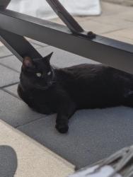 Lost Male Cat last seen coin René-huguet et 50e ave, Montréal, QC H8T 2W2