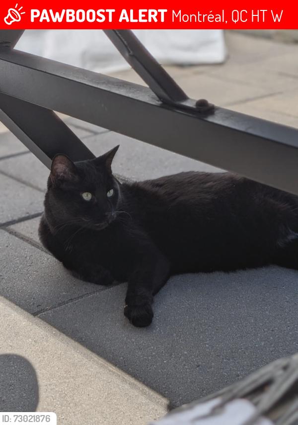 Lost Male Cat last seen coin René-huguet et 50e ave, Montréal, QC H8T 2W2