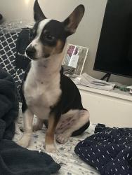 Reunited Male Cat last seen He has one black nail and useless thumbs , Glendale, AZ 85308