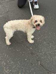 Found/Stray Male Dog last seen Bethany home road & 7 street in Phoenix, AZ, Phoenix, AZ 85014