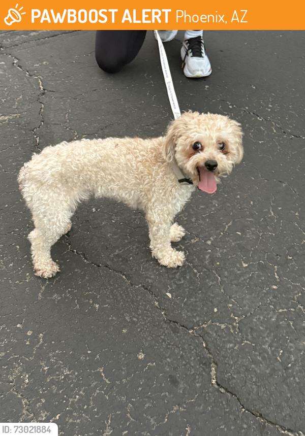 Found/Stray Male Dog last seen Bethany home road & 7 street in Phoenix, AZ, Phoenix, AZ 85014