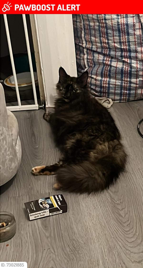 Lost Female Cat last seen SL3 7SN, Berkshire, England SL3 7SN