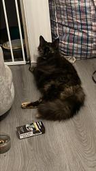 Lost Female Cat last seen SL3 7SN, Berkshire, England SL3 7SN