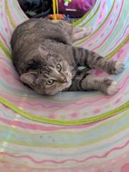 Lost Male Cat last seen Near s 6400 w, Salt Lake City, UT 84128