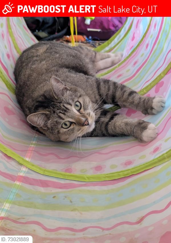 Lost Male Cat last seen Near s 6400 w, Salt Lake City, UT 84128