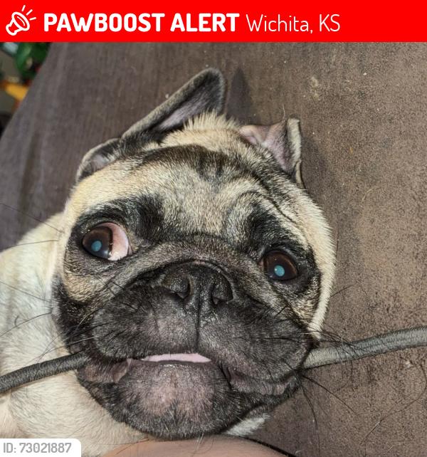 Lost Female Dog last seen 47th and Hydraulic, Wichita, KS 67216